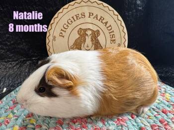 Rescue Short Haired Guinea Pigs for Adoption in Red Oak, Iowa - Natalie | PetCurious
